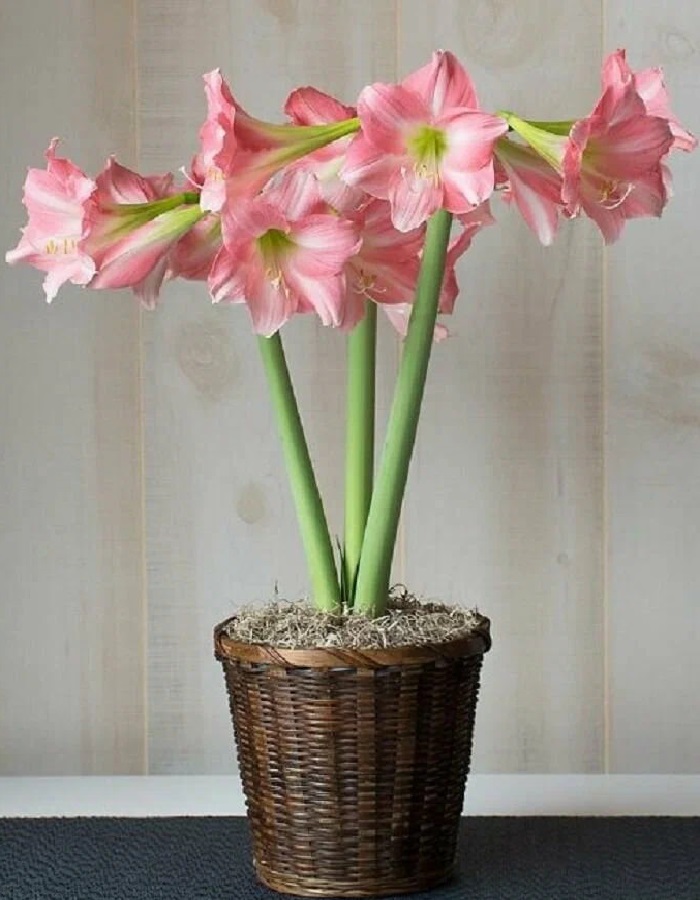 

Амариллис Ребекка