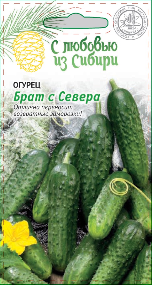 

Огурец Брат с Севера (Сибирская серия) 0,25 гр цв.п.