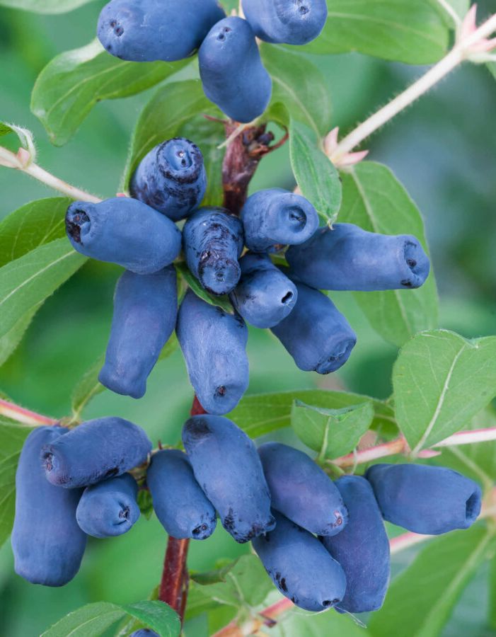 

Жимолость съедобная Хоней би