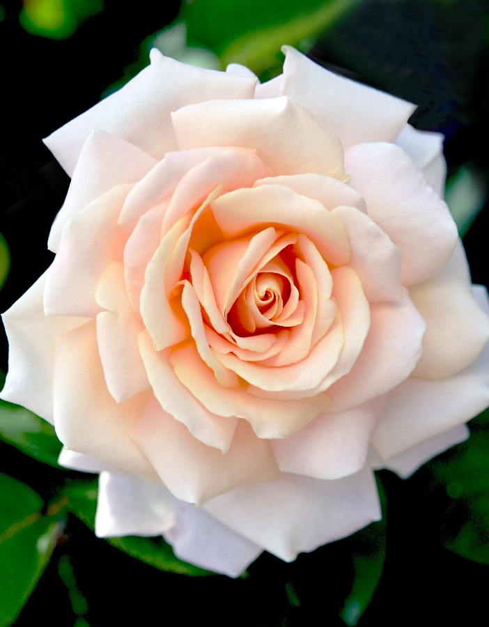 Роза чайно-гибридная Сады Багатель 1 шт роза жарден де багатель мейян