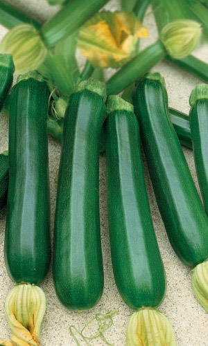 Кабачок Казерта - цукини (УД) 10 шт цв.п