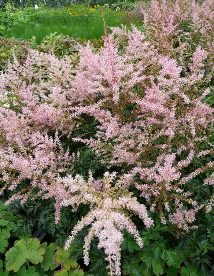 

Астильба Хенни Граафланд