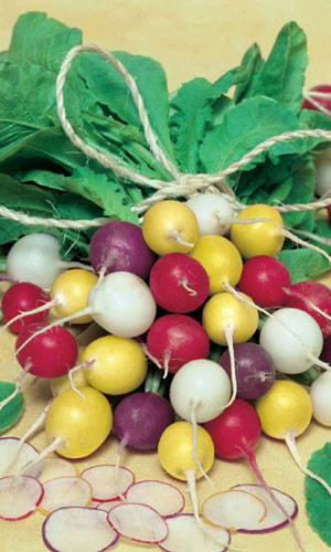 Редис Салют Варнавина (УД)  2 гр. цв.п.