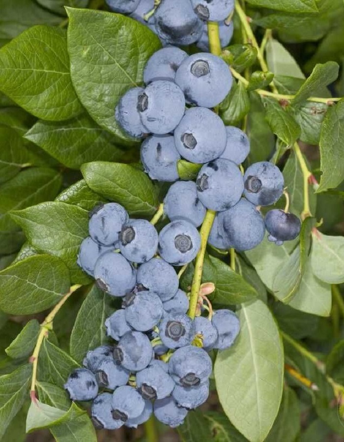 

Голубика высокорослая Валор