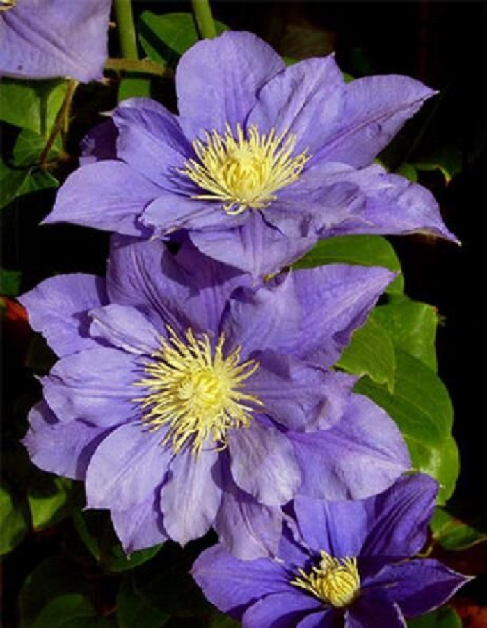 

Клематис Бьюти оф Вочестер