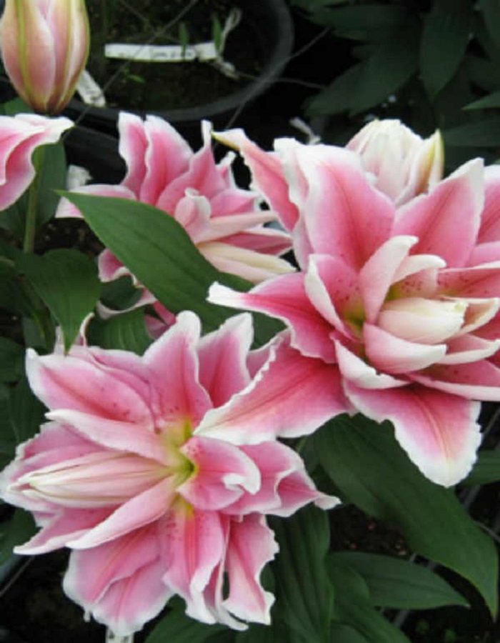 

Лилия Касерта