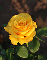 Роза чайно-гибридная Керио 