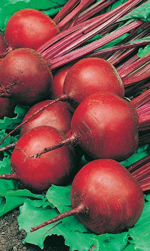 Свекла Русская односемянная (УД) 2 гр цв.п