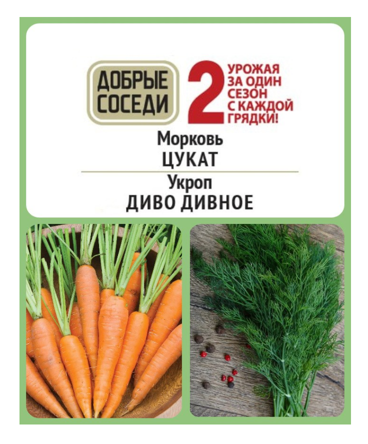 

Морковь ЦУКАТ и Укроп ДИВО ДИВНОЕ