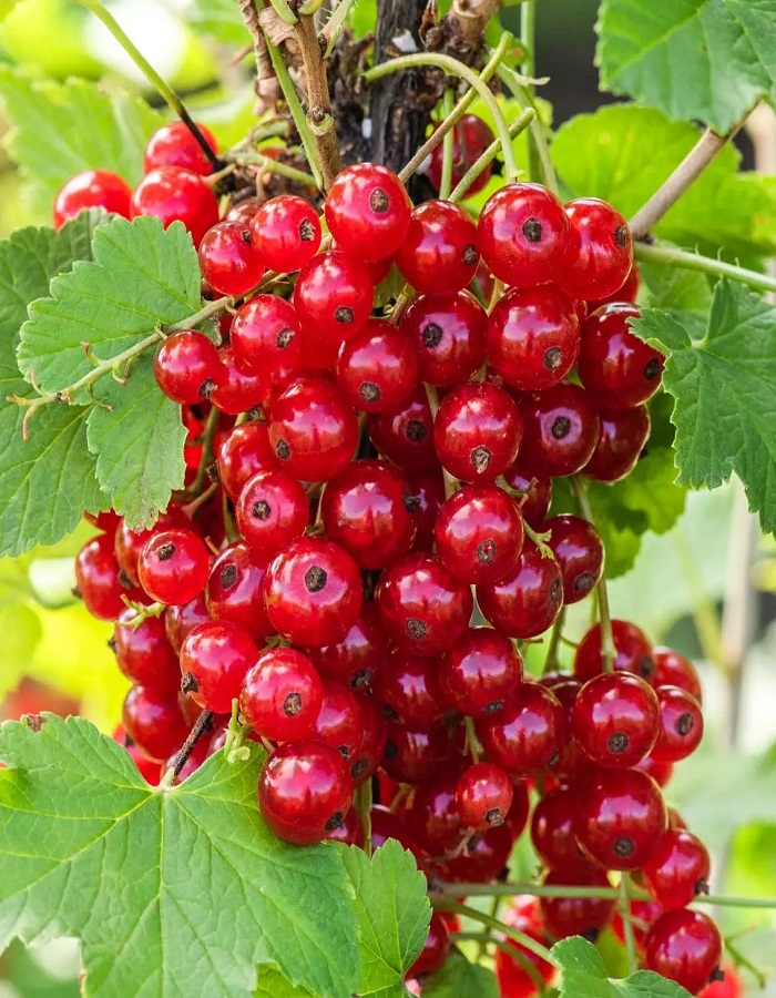 

Смородина цветная Йонкер Ван Тетс