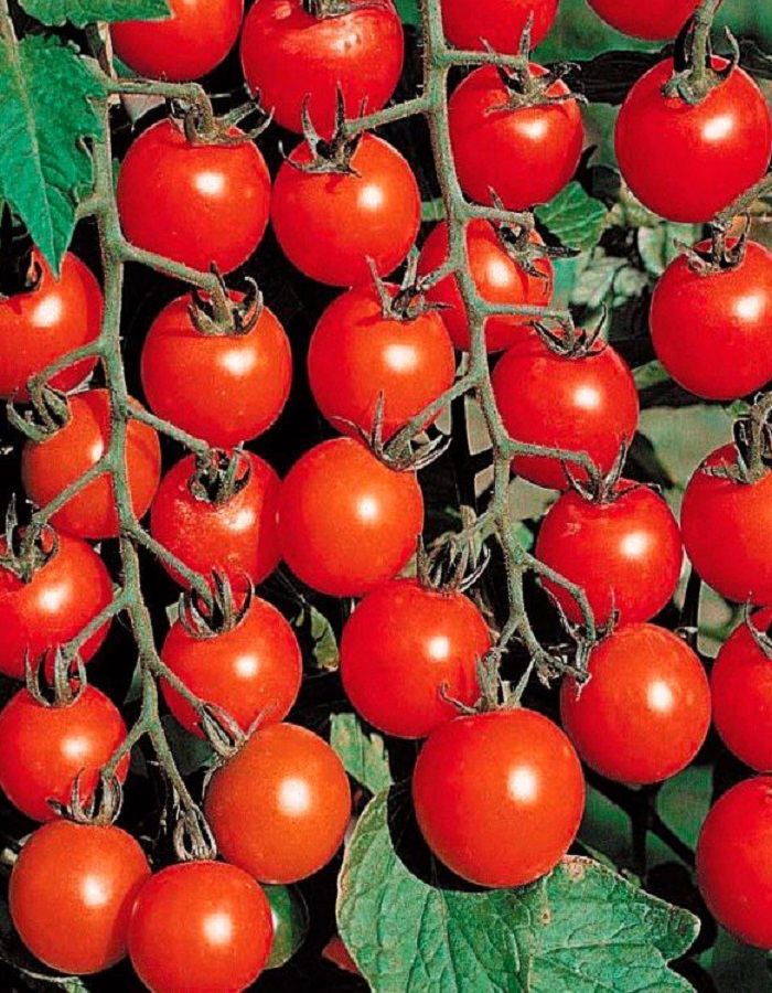 Томат Черри Блосэм F1 (Sakata) 5 шт цв.п томат семена садовита черри блосэм f1