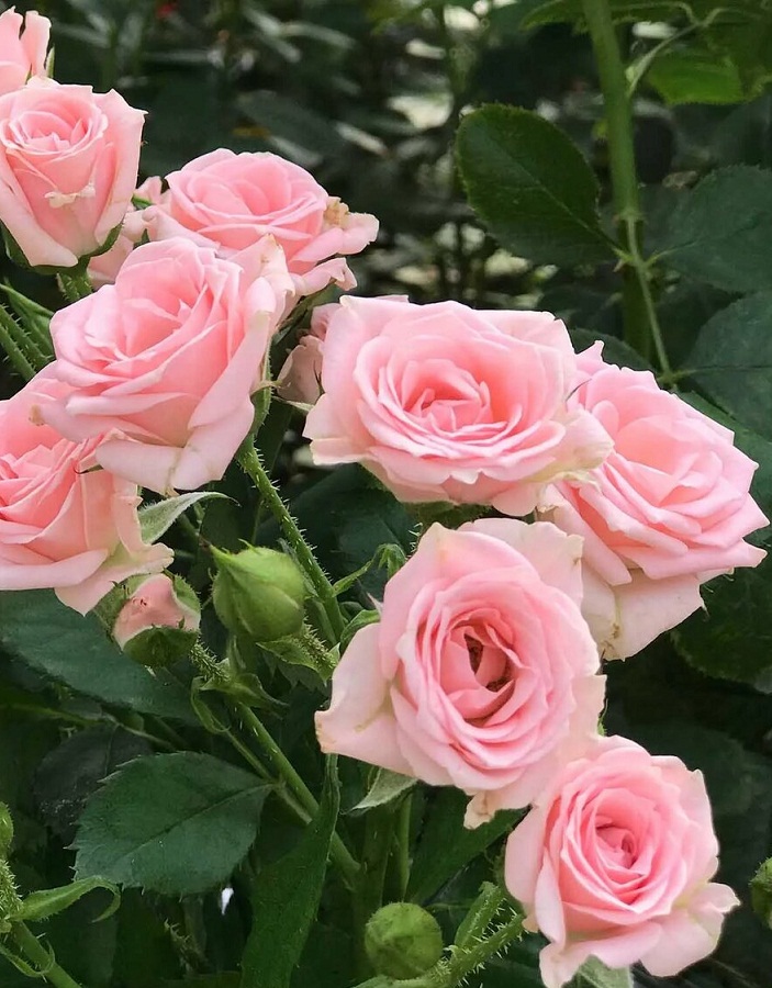 

Роза спрей Лидия