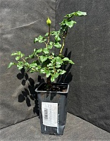 Роза английская Беатриче