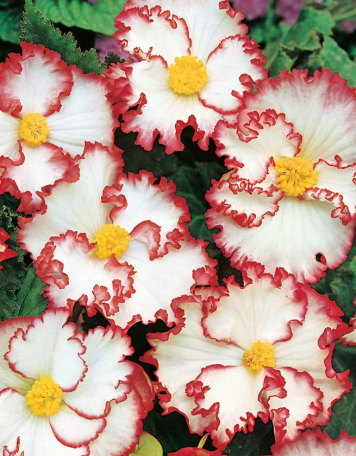 Бегония Криспа Маргината бело-красная 1 уп. ( 2 шт.) цветы искусственные бегония криспа d 11 см h 27 см красный