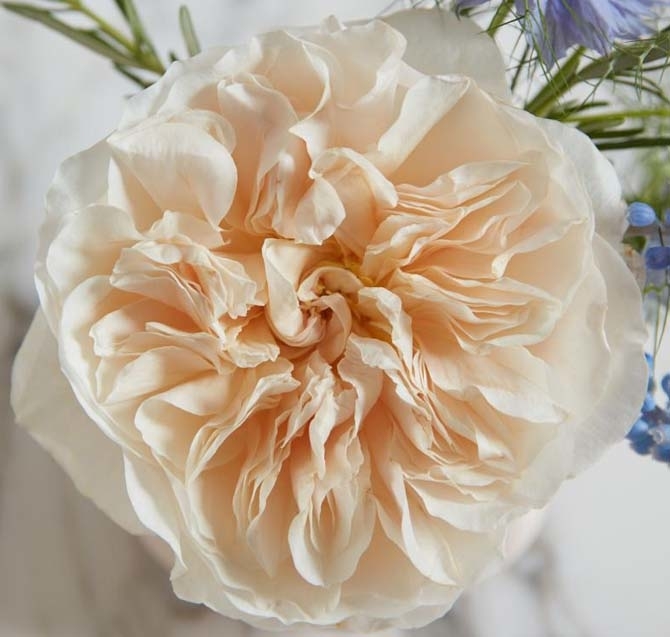 Роза чайно-гибридная Евгения 