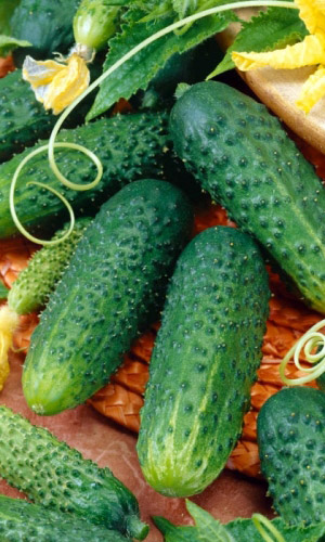 Огурец Уральский корнишон F1 (УД) 10 шт цв.п.