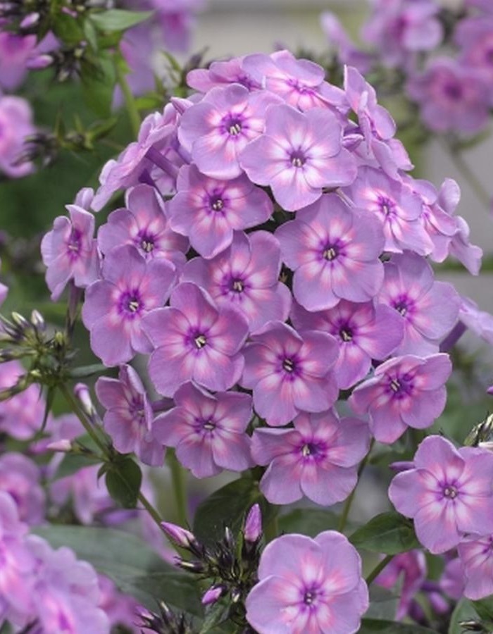 

Флокс Рейнбоу Дансер