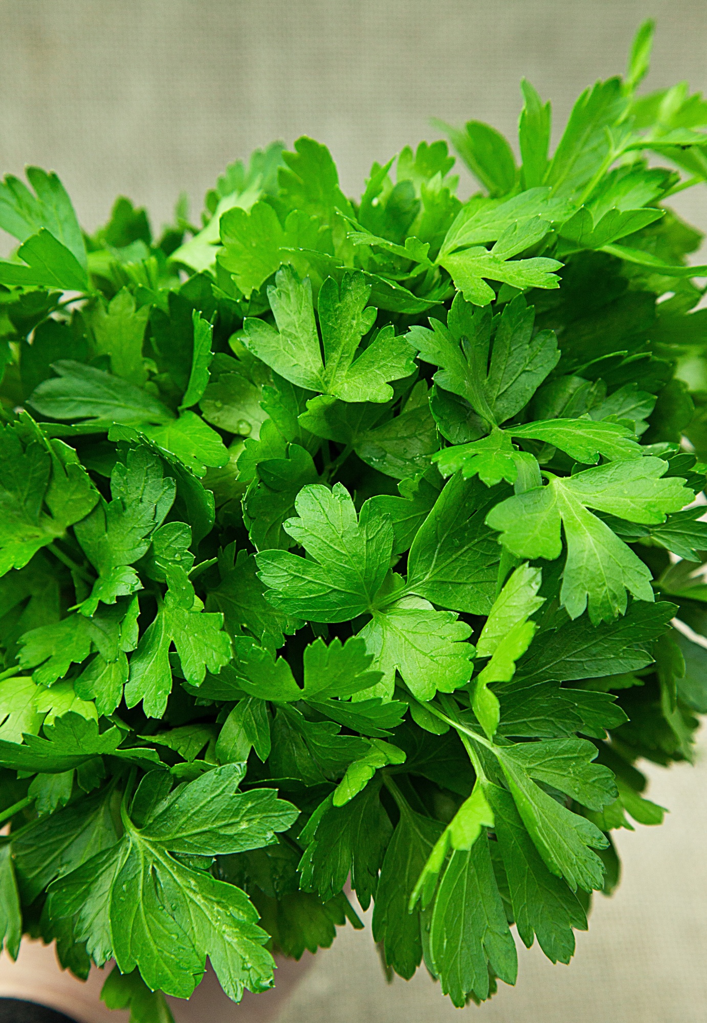 

Петрушка листовая Итальянский гигант 10 гр цв.п (Сортсемовощ)