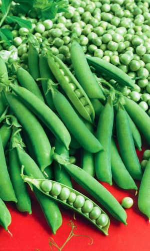 Горох Спринтер - сахарный (УД) 8 гр цв.п.