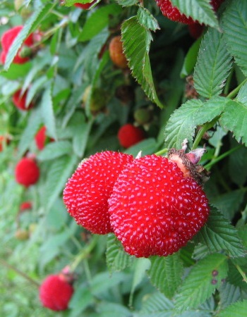 Малина соблазнительная (Rubus illecebrosus) 1 шт, Малина, Обыкновенная
