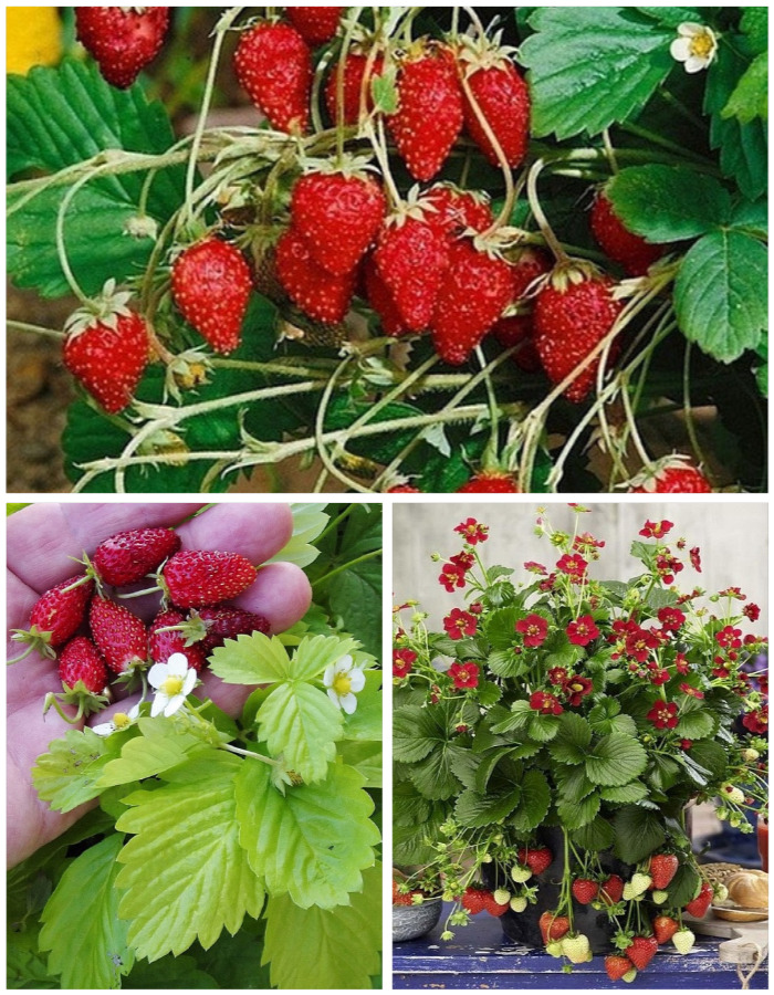 

Набор "Праздник без конца: ремонтантные сорта" 3 саженца