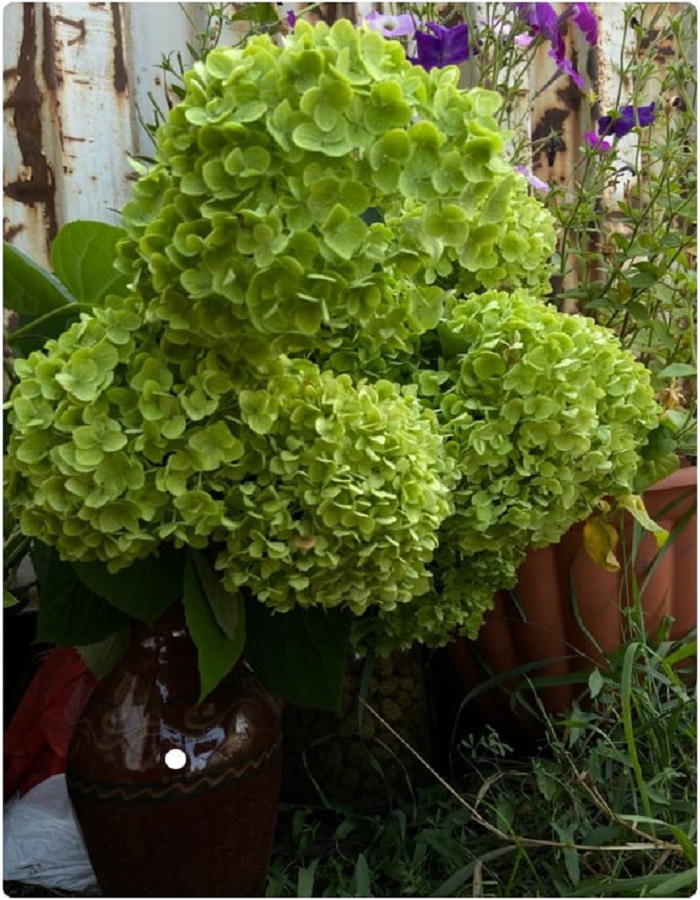 

Гортензия метельчатая Пантера 1 шт Р9