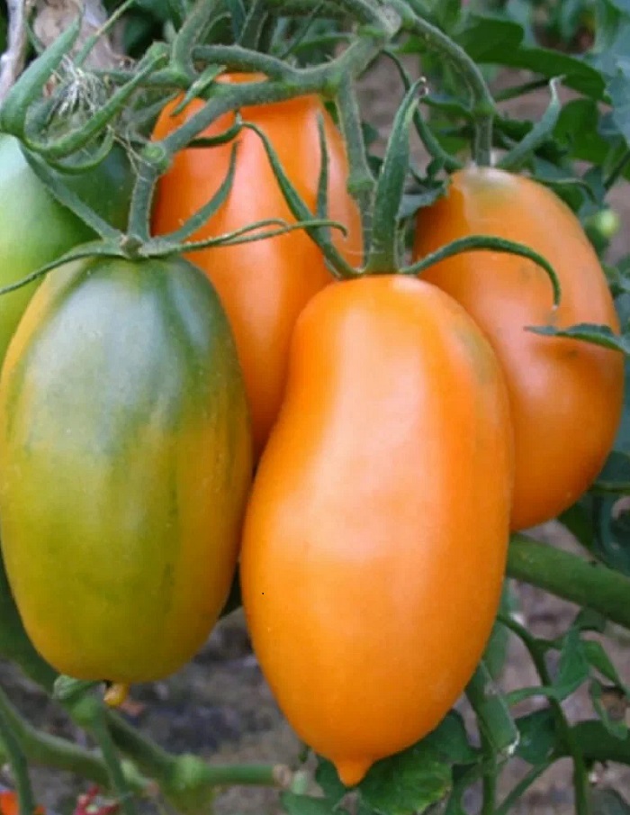 Томат Новый Кенигсберг Оранжевый (УД) 20шт. цв.п. семена томат оранжевый гигант 20шт