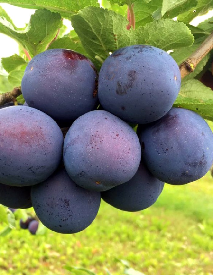 

Слива Нарочь