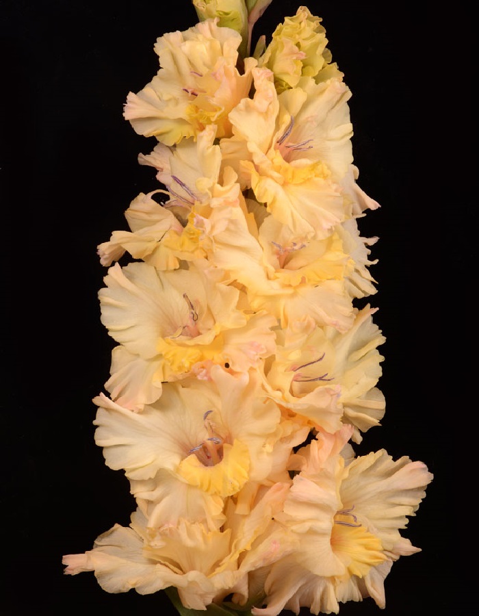 

Гладиолус Воспоминания из детства 1 уп. (3 шт.)