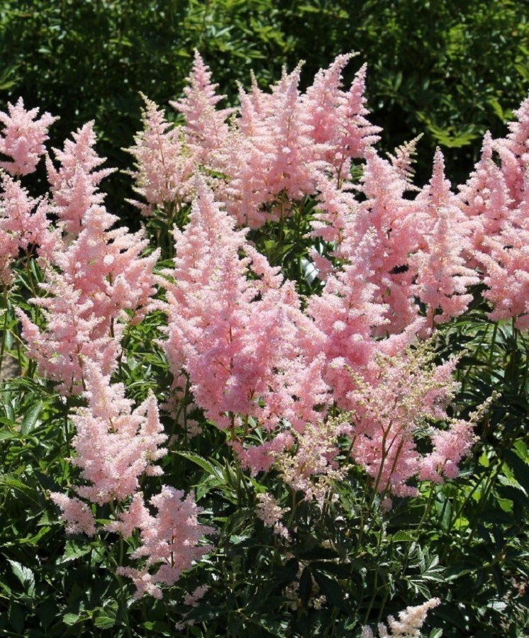 

Астильба Глиттер энд Гламур