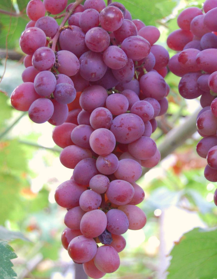 Виноград плодовый Виктория 1 шт виноград плодовый аркадия синоним настя 1 шт