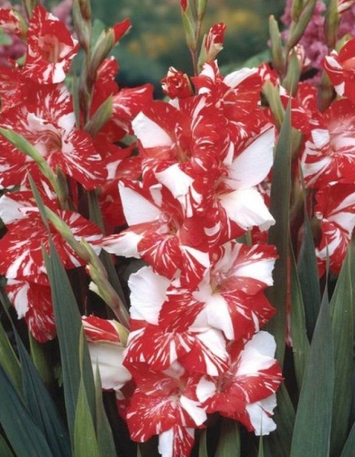 

Гладиолус Кои Пёрсьют 1 уп. (3 шт.)