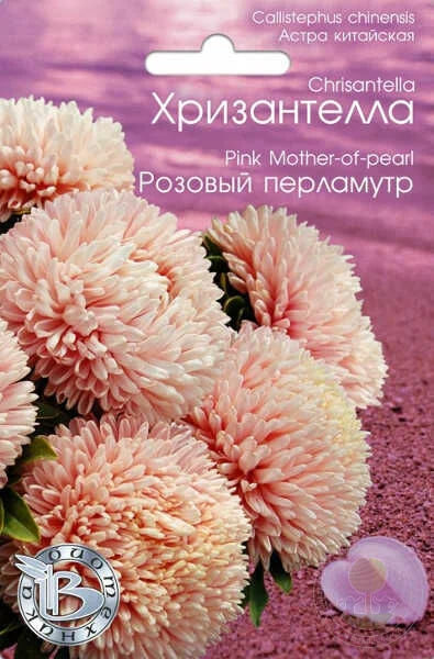 Астра Хризантелла Розовый перламутр 30 шт