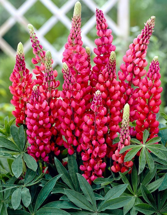 

Люпин Фламинго ASF 1 шт Р9