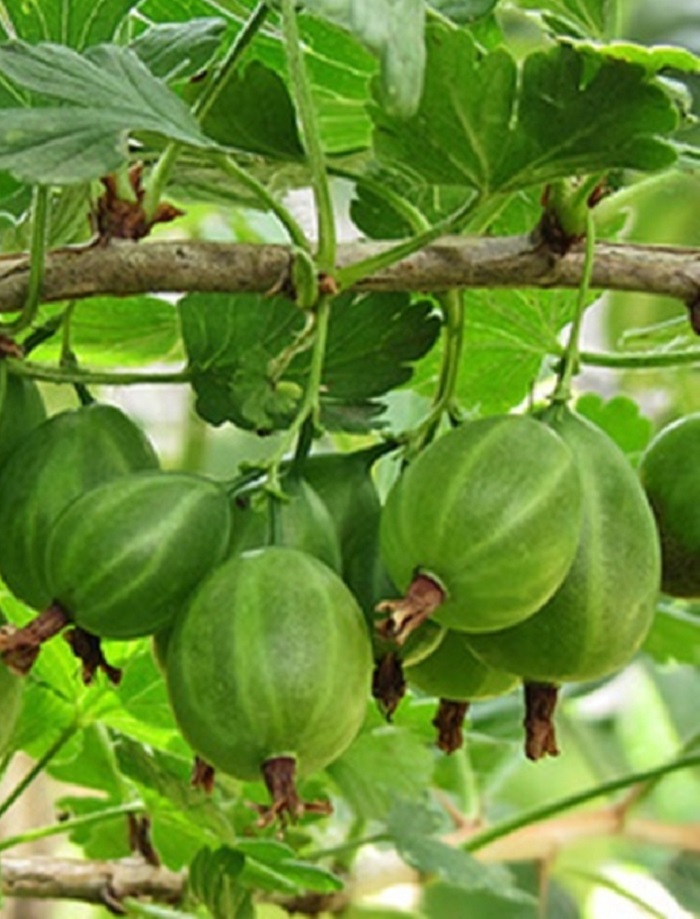 

Крыжовник Уральский виноград