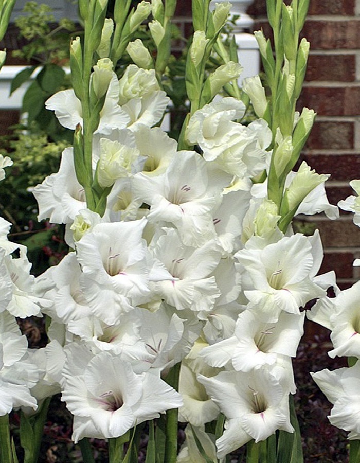 

Гладиолус Декадент