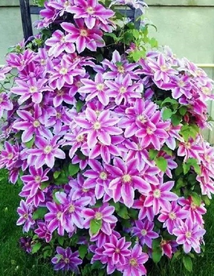 

Клематис Доктор Руппель 1 шт Р9