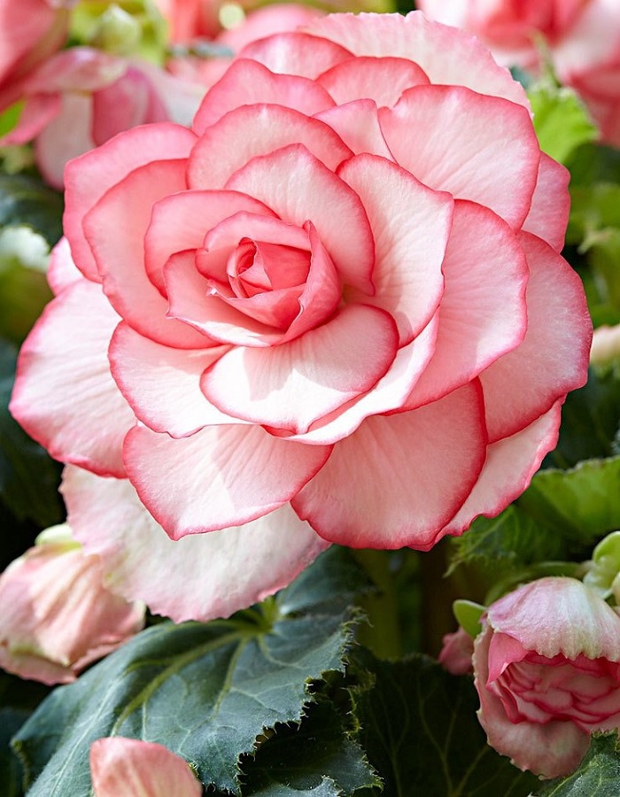 

Бегония Бутон де роуз