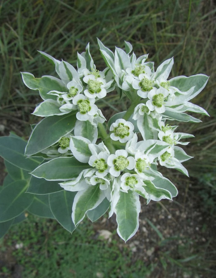 

Молочай горный Альпийский красавец (УД) 0,1 гр цв п