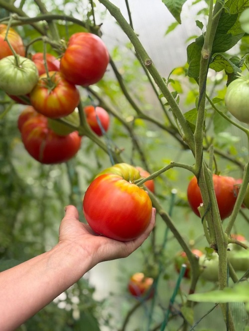 Томат Чудо на рекорд (УД) 20 шт цв.п