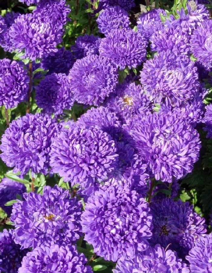 

Астра бордюрная Голубой ковер (УД) 0,2 гр цв п