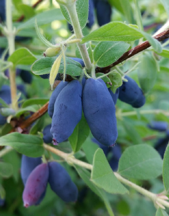 

Жимолость съедобная Голубой десерт