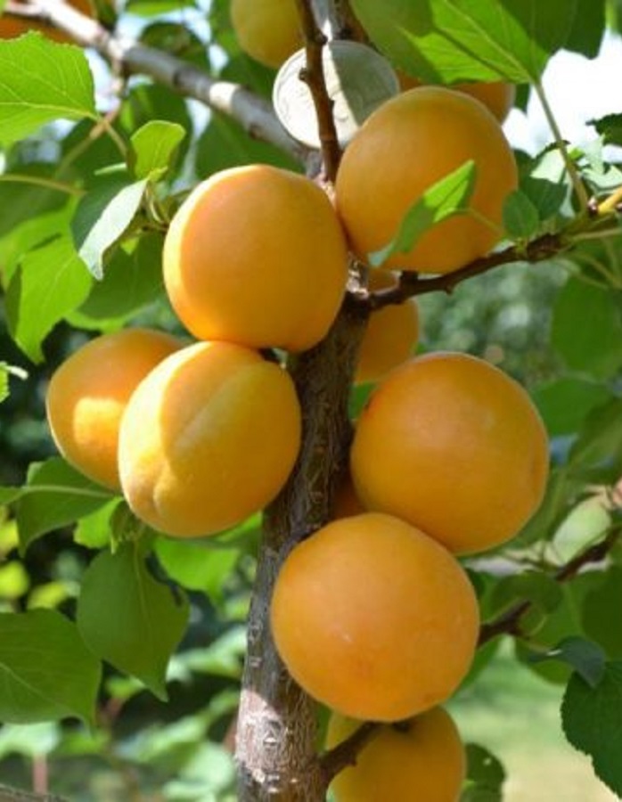 

Абрикос Айсберг