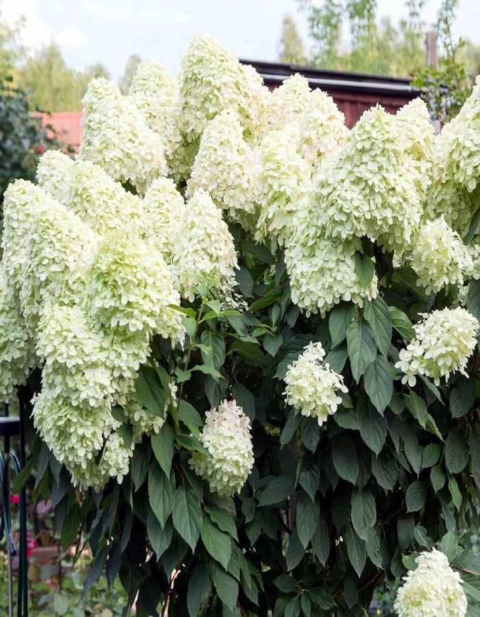 

Гортензия метельчатая Юник 1 шт Р9