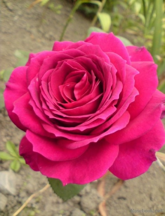 Роза чайно-гибридная Юрианда 1 шт