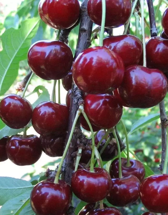 

Черешня Аделина