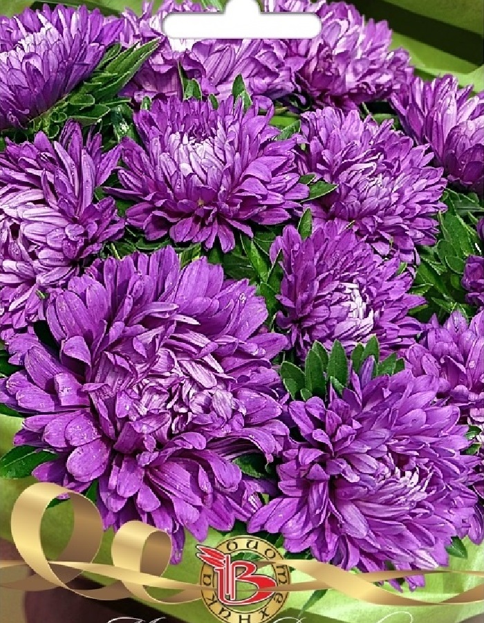 

Астра Май леди Дип Блю 30 шт