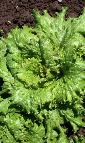 Салат Кучерявец Грибовский (УД) 0,25 гр цв.п