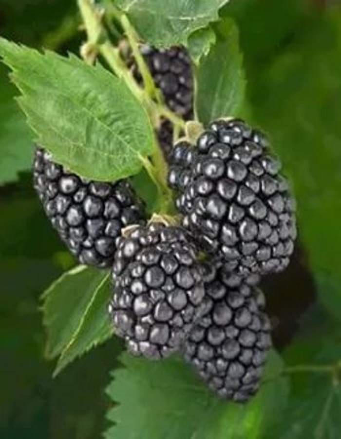 

Ежевика Апачи