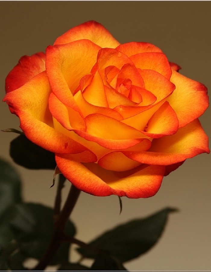 Роза чайно-гибридная Солнышко 1 шт 